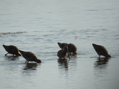 Limnodromus semipalmatus
