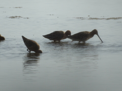 Limnodromus semipalmatus