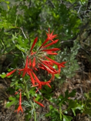 Ipomopsis aggregata aggregata