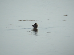 Limnodromus semipalmatus