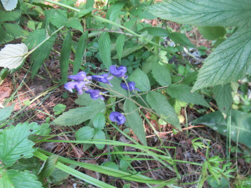 Aconitum baicalense (Aconitum baicalense)