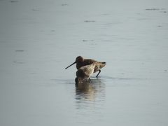Limnodromus semipalmatus