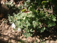 Chaenostoma cordatum