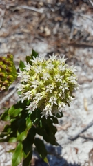 Asclepias curtissii