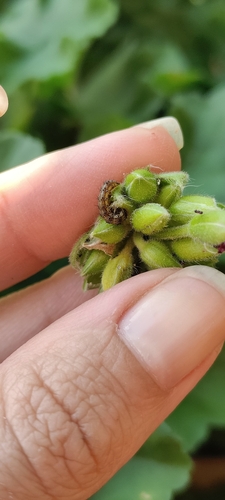 Cotton Bollworm Moth