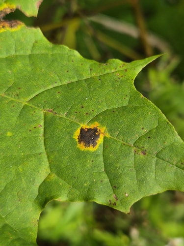 Black Tar Spot