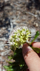 Asclepias curtissii