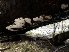 Heterobasidion parviporum