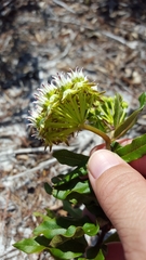 Asclepias curtissii
