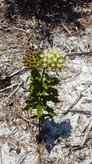 Asclepias curtissii