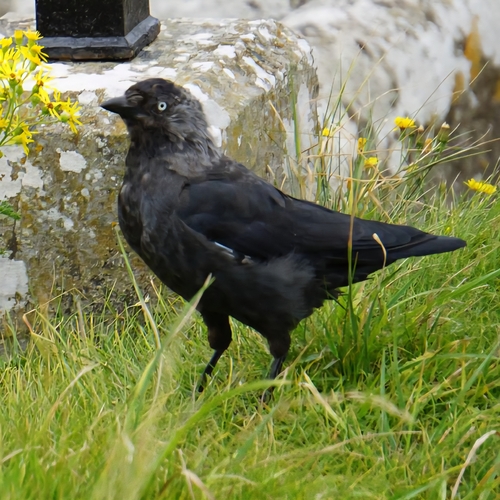Eurasian Jackdaw