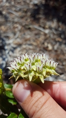 Asclepias curtissii