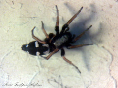 Aphantaulax trifasciata