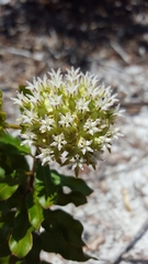 Asclepias curtissii