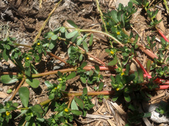 Portulaca oleracea