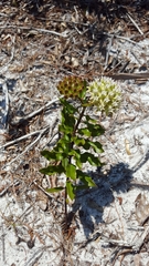 Asclepias curtissii
