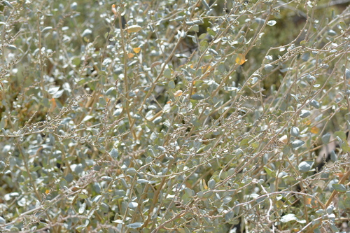 Atriplex halimus, photograph 2