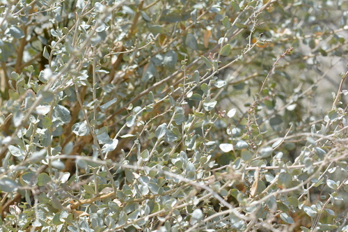 Atriplex halimus, photograph 3