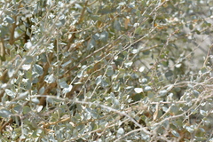 Atriplex halimus, photograph (c) Pantazi Katerina, some rights reserved (CC BY)