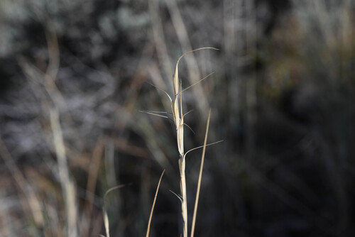 Pseudoroegneria spicata, photograph 3