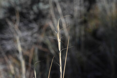 (c) Anders Hastings, some rights reserved (CC BY) Pseudoroegneria spicata, photograph (c) Anders Hastings, some rights reserved (CC BY)
