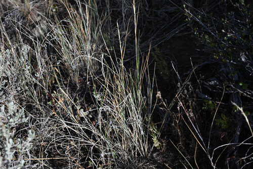Pseudoroegneria spicata, photograph 4