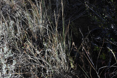 (c) Anders Hastings, some rights reserved (CC BY) Pseudoroegneria spicata, photograph (c) Anders Hastings, some rights reserved (CC BY)