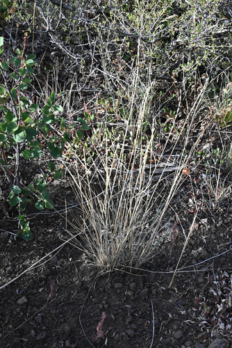 Pseudoroegneria spicata, photograph 5