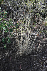 (c) Anders Hastings, some rights reserved (CC BY) Pseudoroegneria spicata, photograph (c) Anders Hastings, some rights reserved (CC BY)