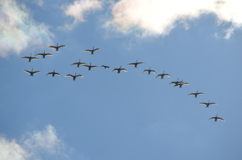 Cygne chanteur