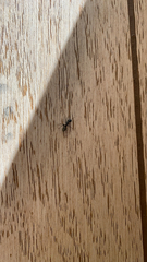 Camponotus pennsylvanicus