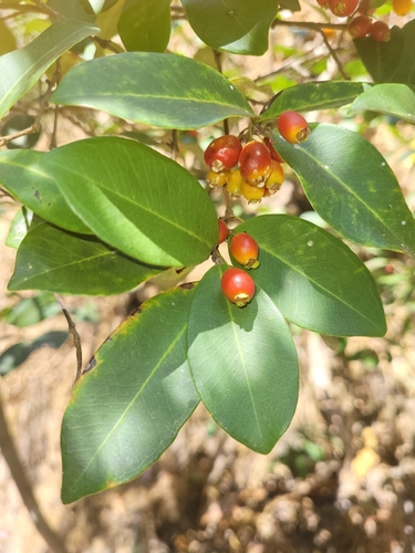 Eugenia punicifolia