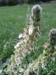 Salvia austriaca