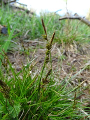 Carex pilulifera