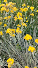 Conostylis candicans