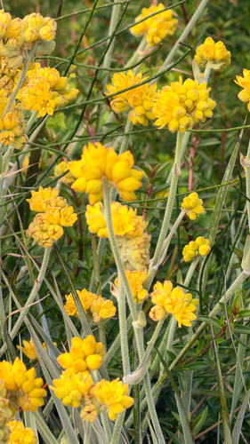Conostylis candicans, photograph 2