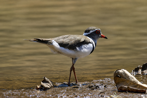 iNaturalist image