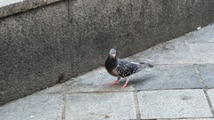 Columba livia