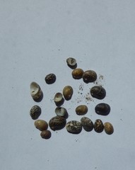 Theodoxus fluviatilis