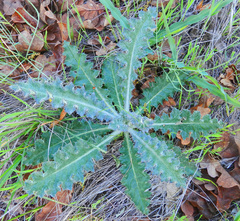 Cirsium brevistylum
