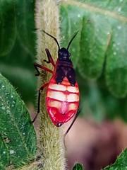 Dysdercus albofasciatus