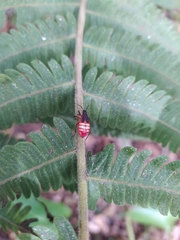 Dysdercus albofasciatus