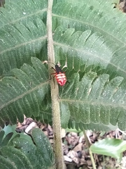 Dysdercus albofasciatus