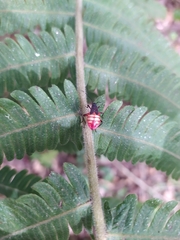 Dysdercus albofasciatus