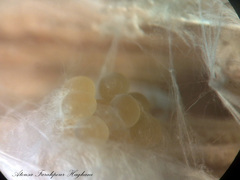 Aphantaulax trifasciata
