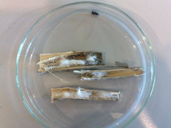 Aphantaulax trifasciata