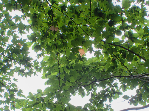 Acer tschonoskii observed 2026-08-27