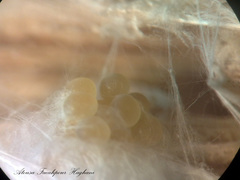 Aphantaulax trifasciata