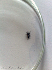 Aphantaulax trifasciata