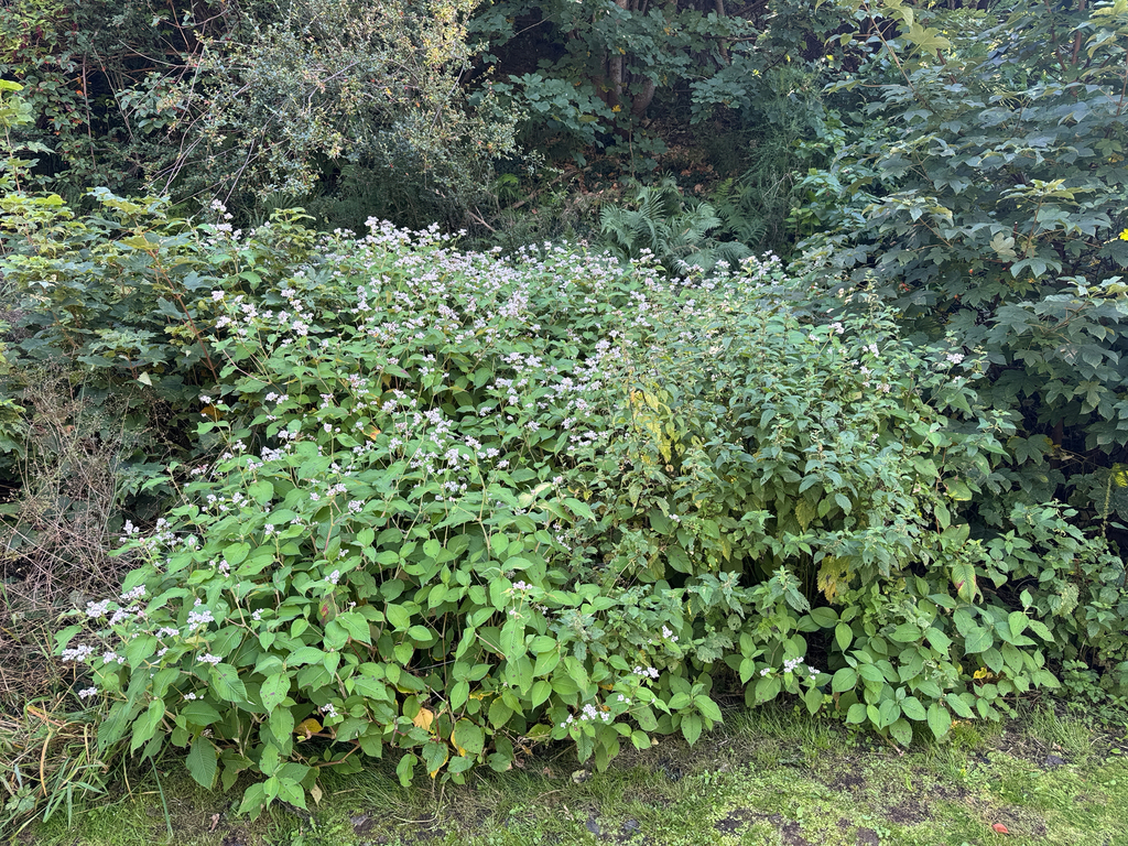 Koenigia campanulata; photograph (c) Rosy Thomson, some rights reserved (CC BY)